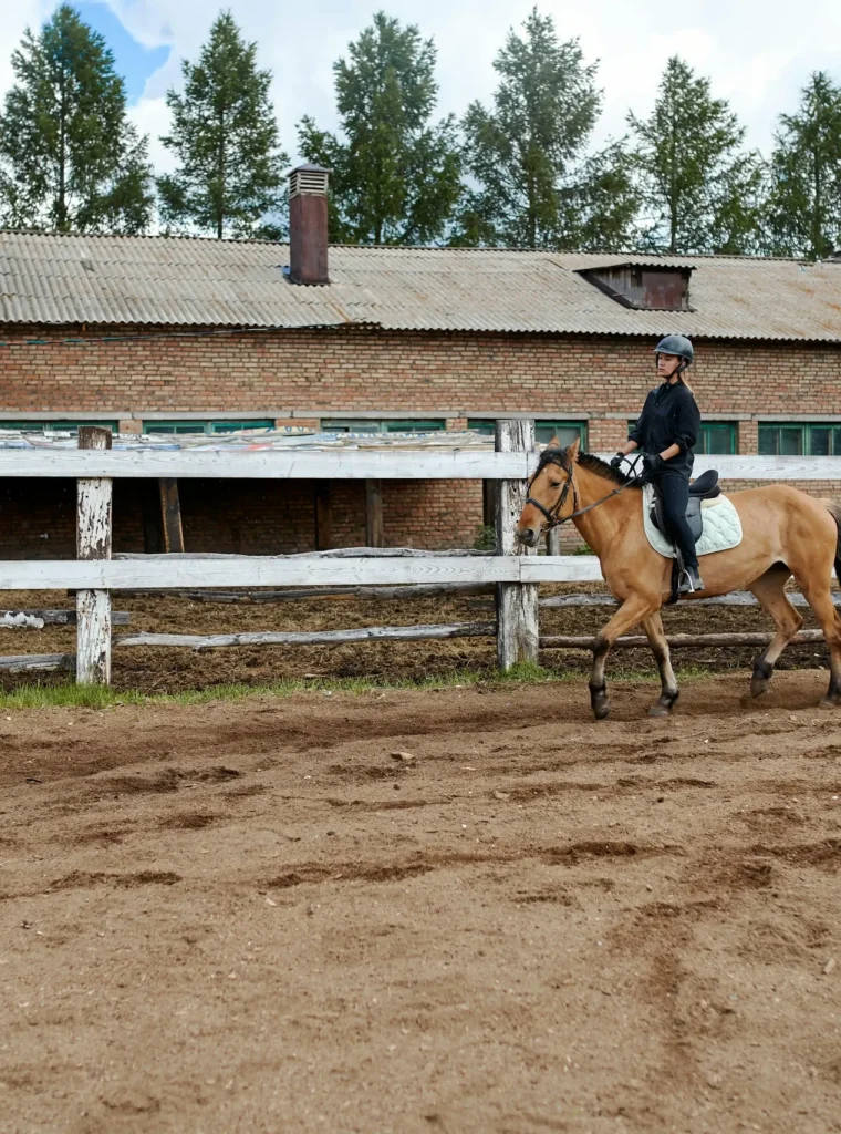horse in outdoor school